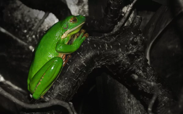 tree frog frog Animal white-lipped tree frog HD Desktop Wallpaper | Background Image