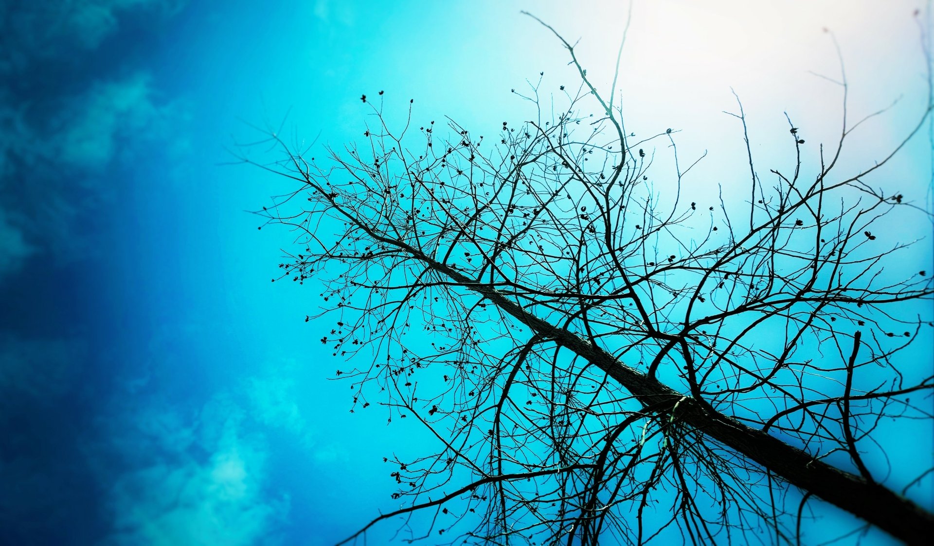 HD desktop wallpaper featuring a bare tree against a vibrant blue sky with soft clouds, highlighting nature's serene beauty.