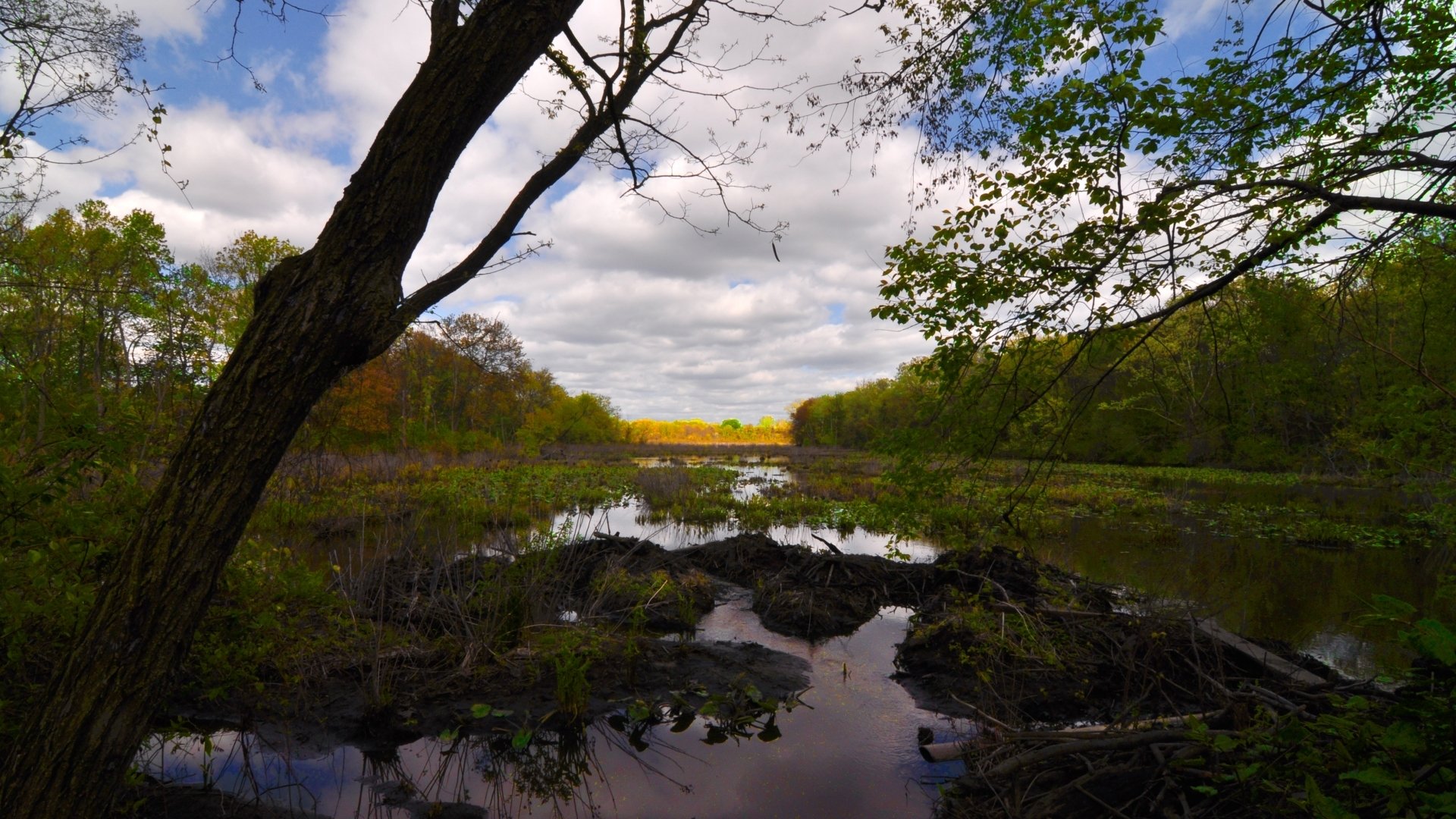 Download Nature Swamp HD Wallpaper