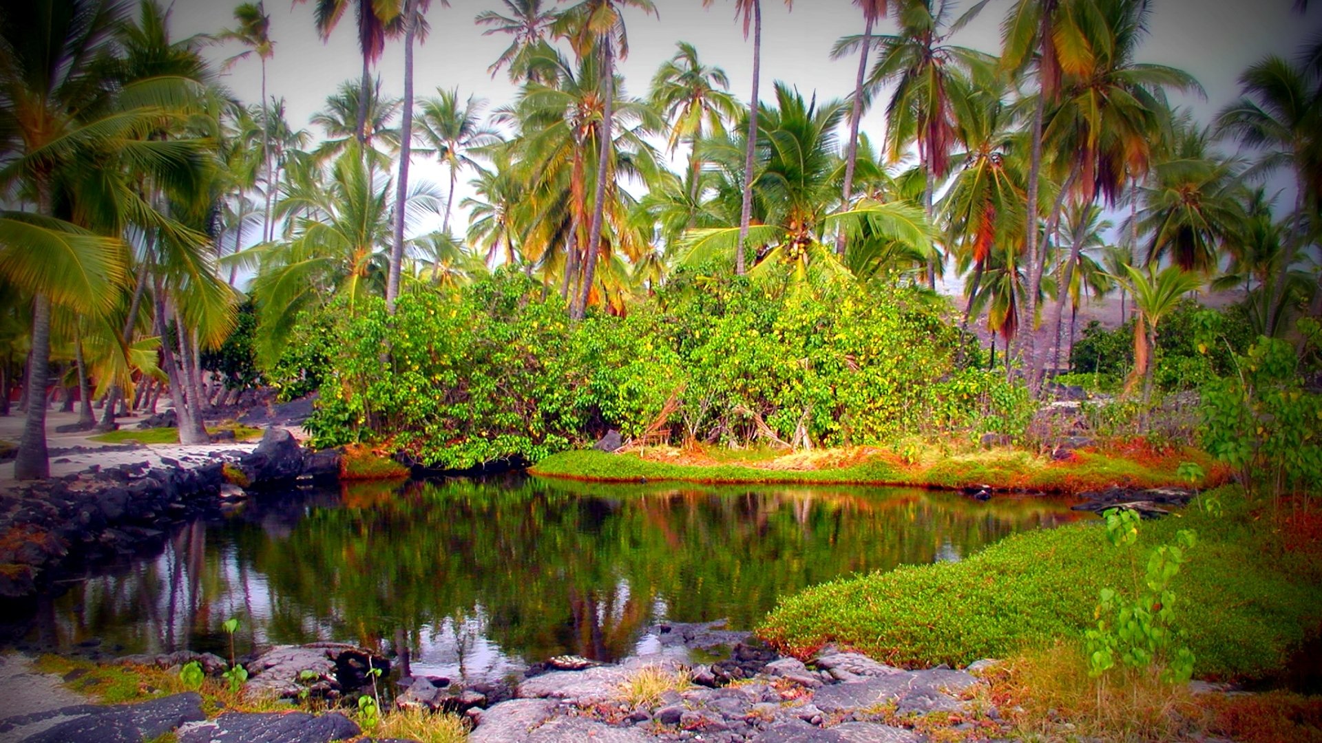 HD PC desktop wallpaper: tropical nature swamp with a calm reflective pool, dense mangroves and tall palm trees lining a rocky shoreline.