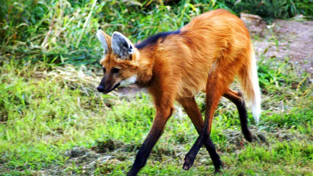 HD PC desktop wallpaper of an animal — a maned wolf walking through green grass, red-orange coat, long legs and a white-tipped tail captured in crisp high-definition detail.