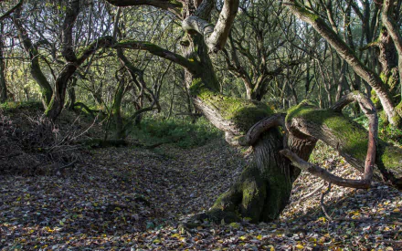 nature twisted tree HD Desktop Wallpaper | Background Image