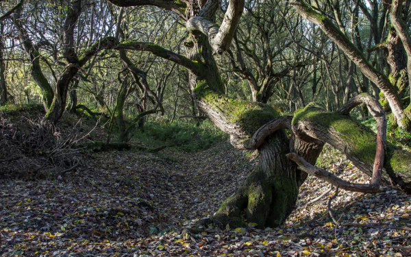 HD PC desktop wallpaper: twisted, mossy tree arching across a leaf-strewn forest floor, tangled branches and dappled light creating a moody nature background.