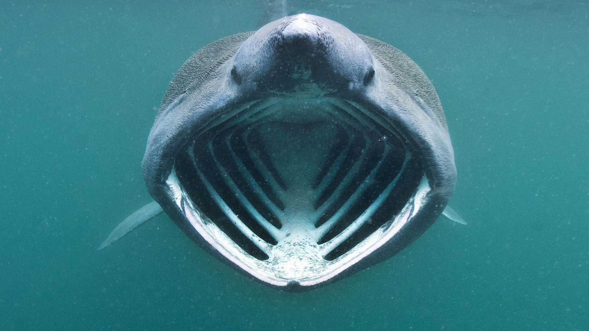 Download Animal Basking Shark  HD Wallpaper