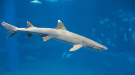 Animal White Tipped Reef Shark HD Desktop Wallpaper | Background Image