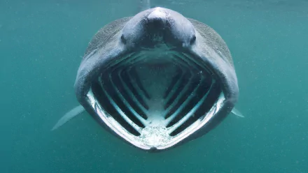 Animal basking shark HD Desktop Wallpaper | Background Image