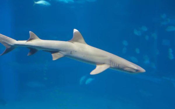 Animal White Tipped Reef Shark HD Desktop Wallpaper | Background Image