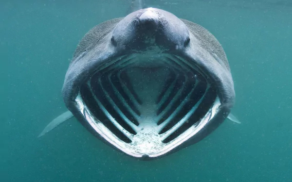 Animal basking shark HD Desktop Wallpaper | Background Image