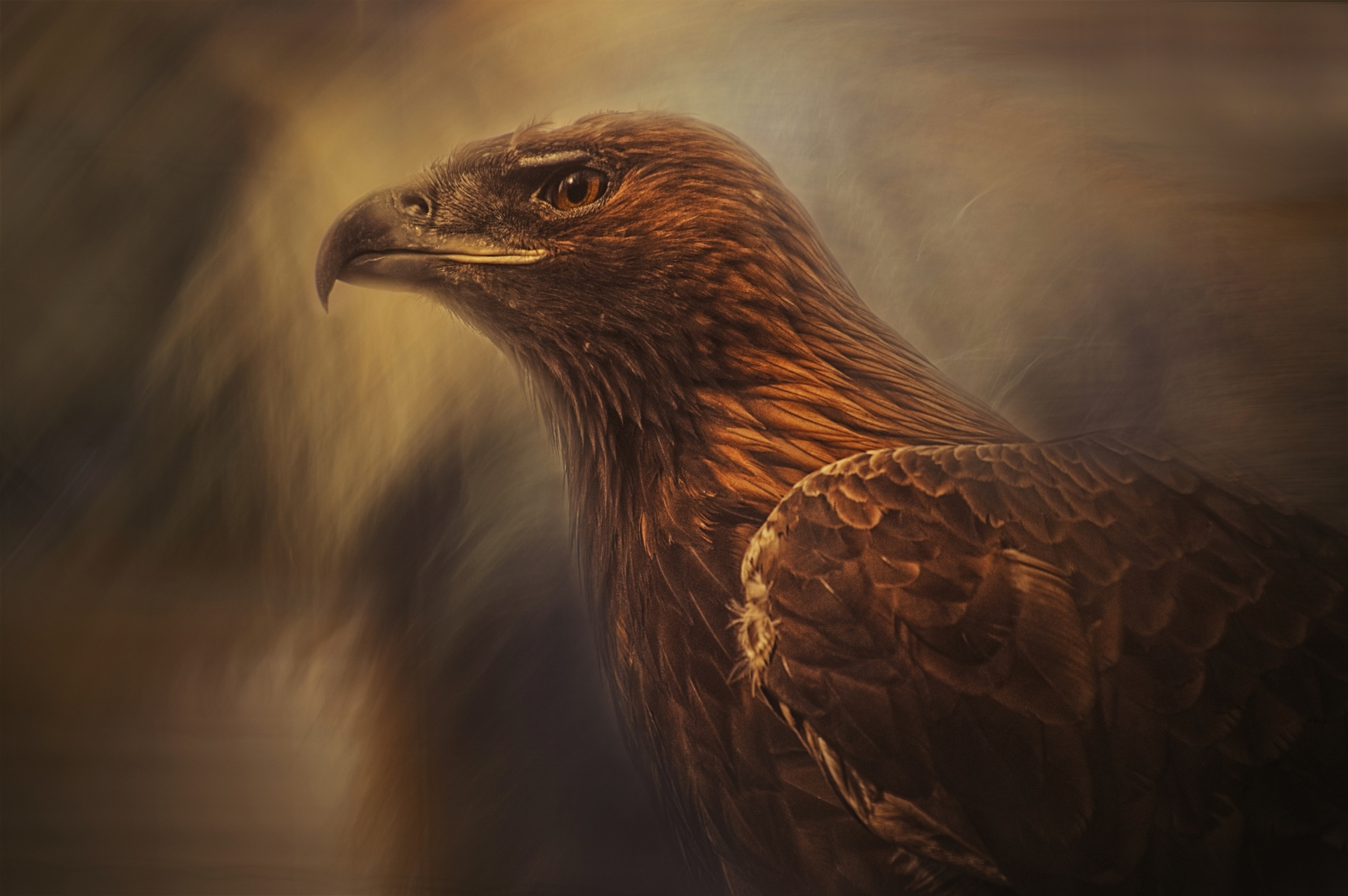 Strong Falcon Image Download Animal Falcon HD Wallpaper