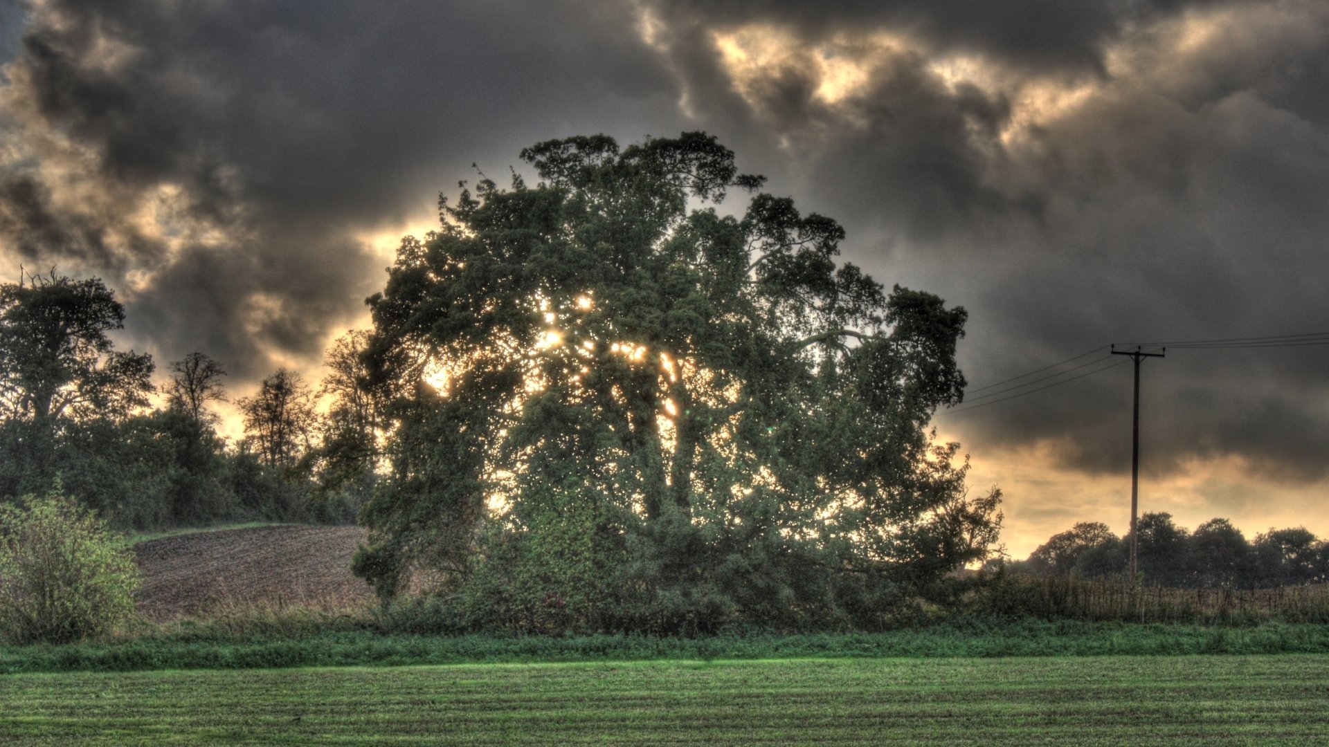 Download Nature Tree HD Wallpaper