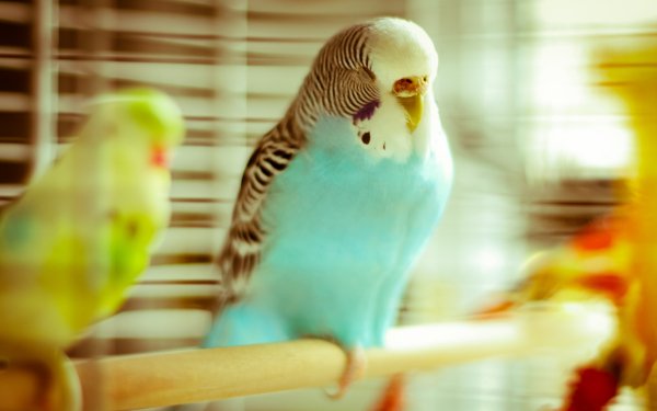 Animal Budgerigar Birds Parrots Bird HD Wallpaper | Background Image