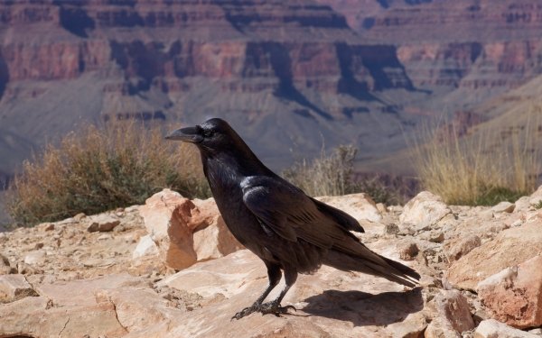 Animal Raven Birds Crows HD Wallpaper | Background Image