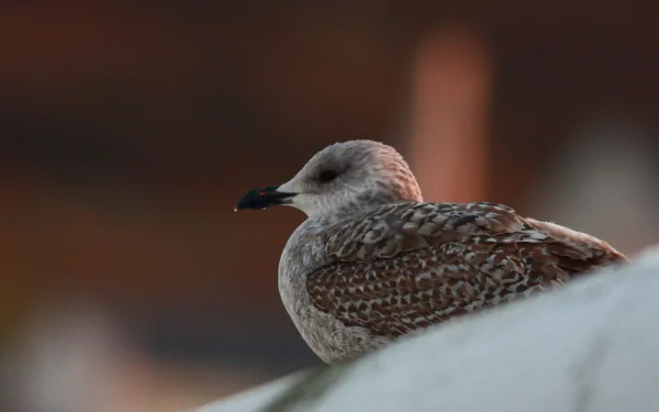 HD desktop wallpaper featuring a close-up of a seagull resting with detailed feathers against a softly blurred warm-toned background.