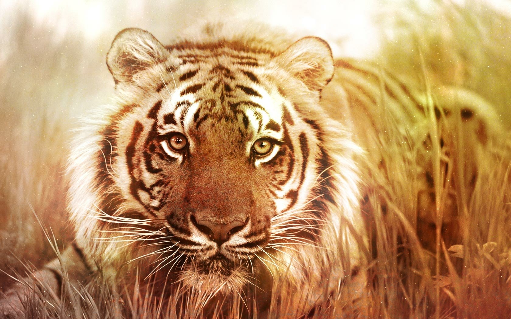 Tigre Fond D Ecran And Arriere Plan 1680x1050 Wallpaper Abyss