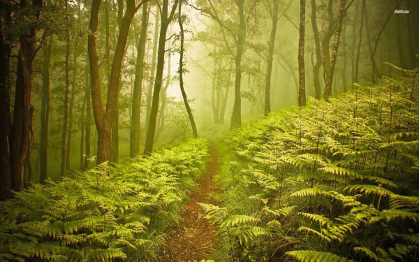 HD desktop wallpaper of a misty forest path surrounded by lush green ferns and tall trees, capturing a serene and natural atmosphere.