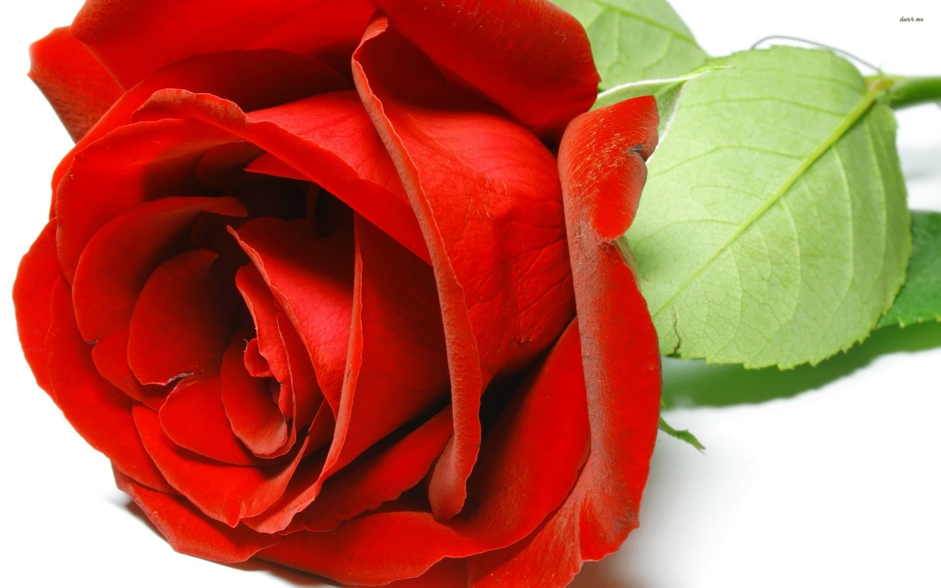 Download Flower Nature Rose HD Wallpaper
