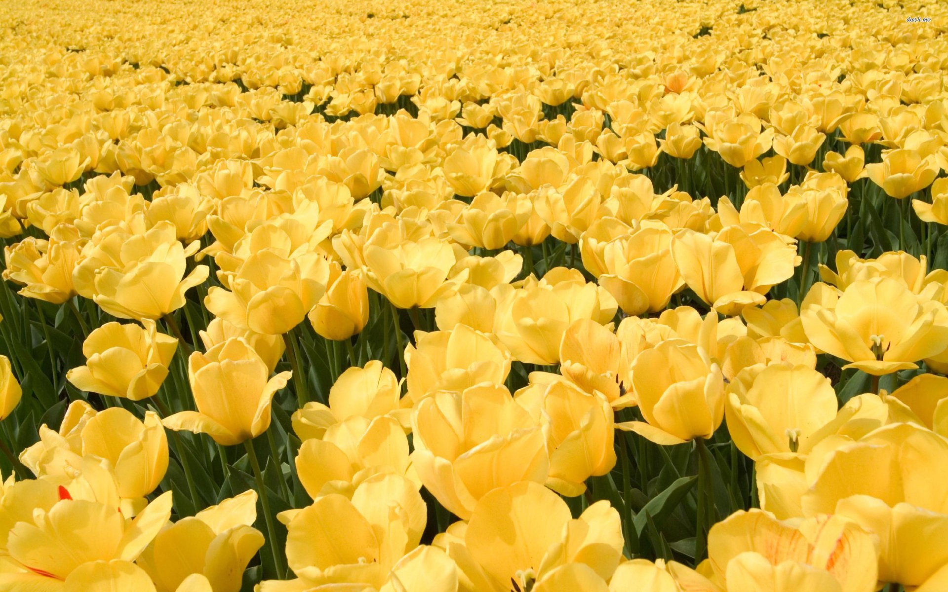 Yellow tulip field in nature, close rows of blooms stretching to the horizon — 2K Quad HD PC desktop wallpaper/background.