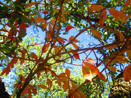  vine