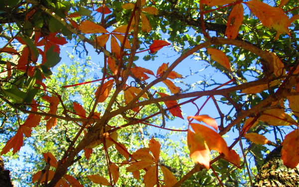  vine