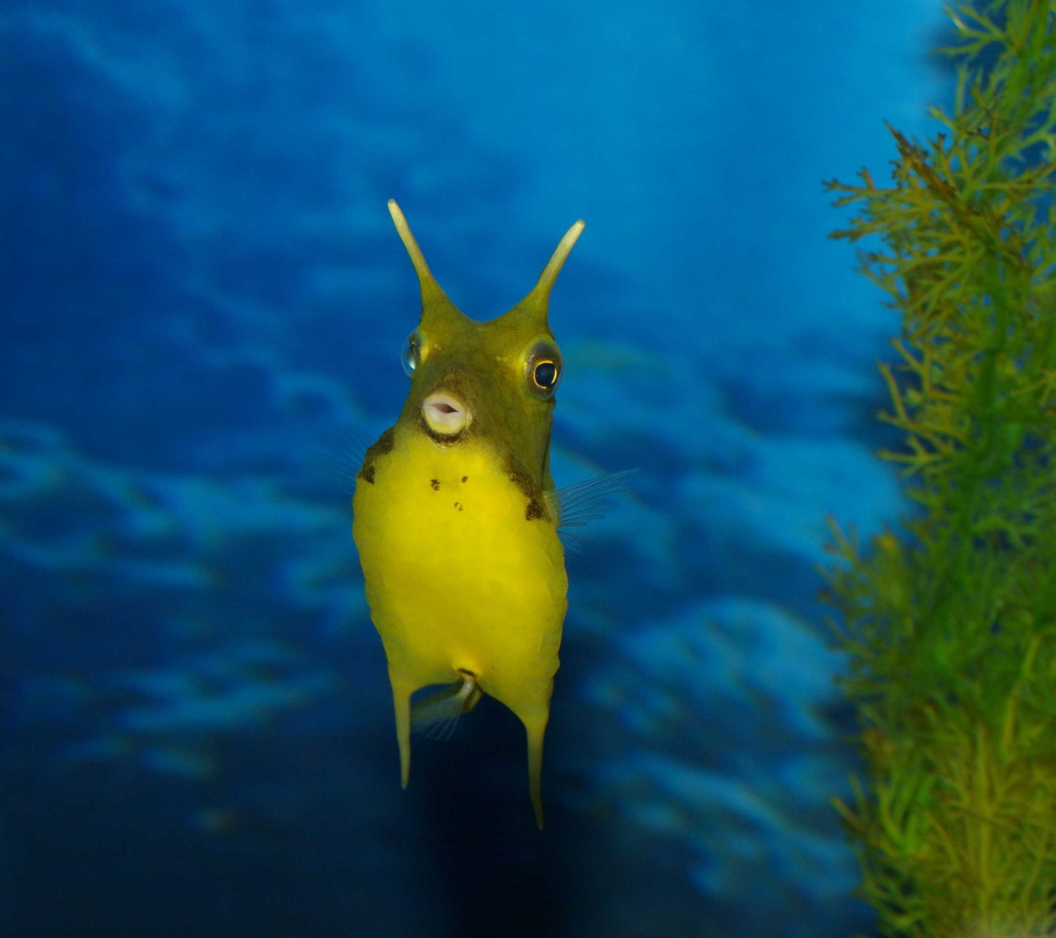 Animal Sea Life HD Wallpaper | Background Image