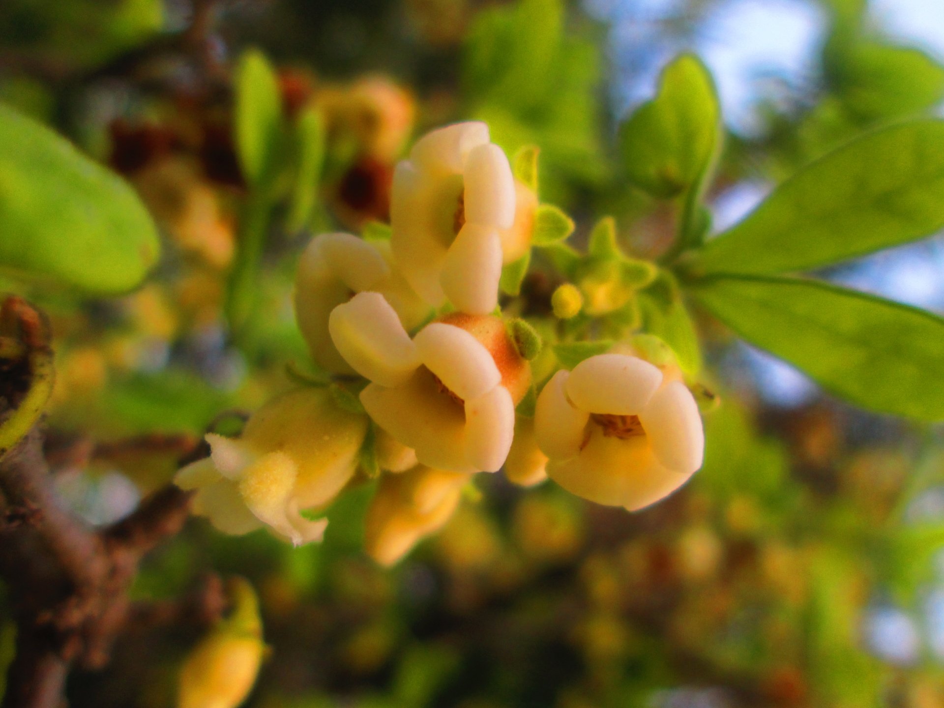 persimmon blossom by Zachary