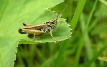 Animal grasshopper HD Desktop Wallpaper | Background Image