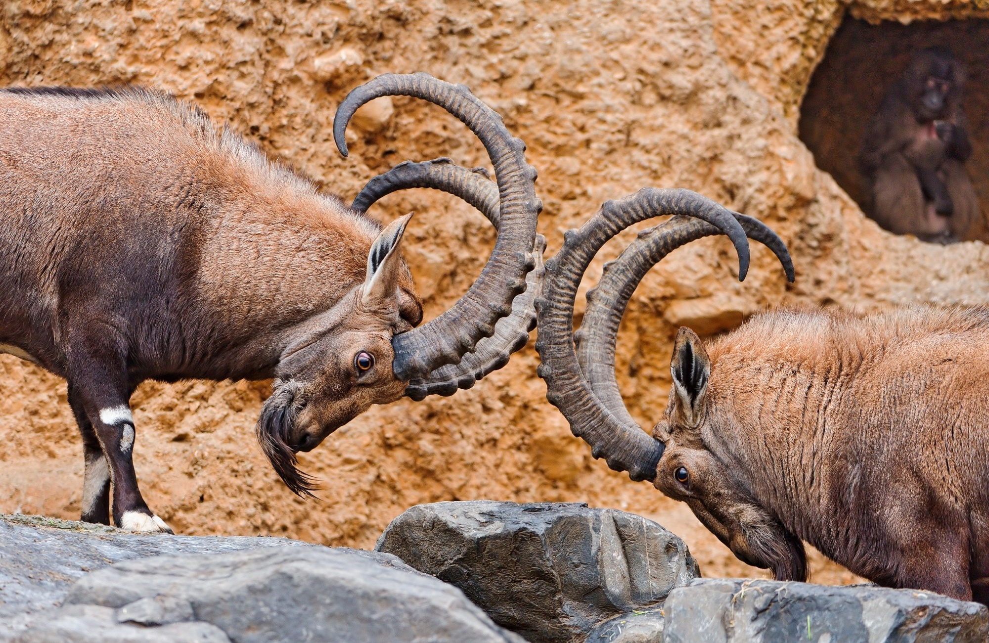 Animal Alpine Ibex HD Wallpaper | Background Image