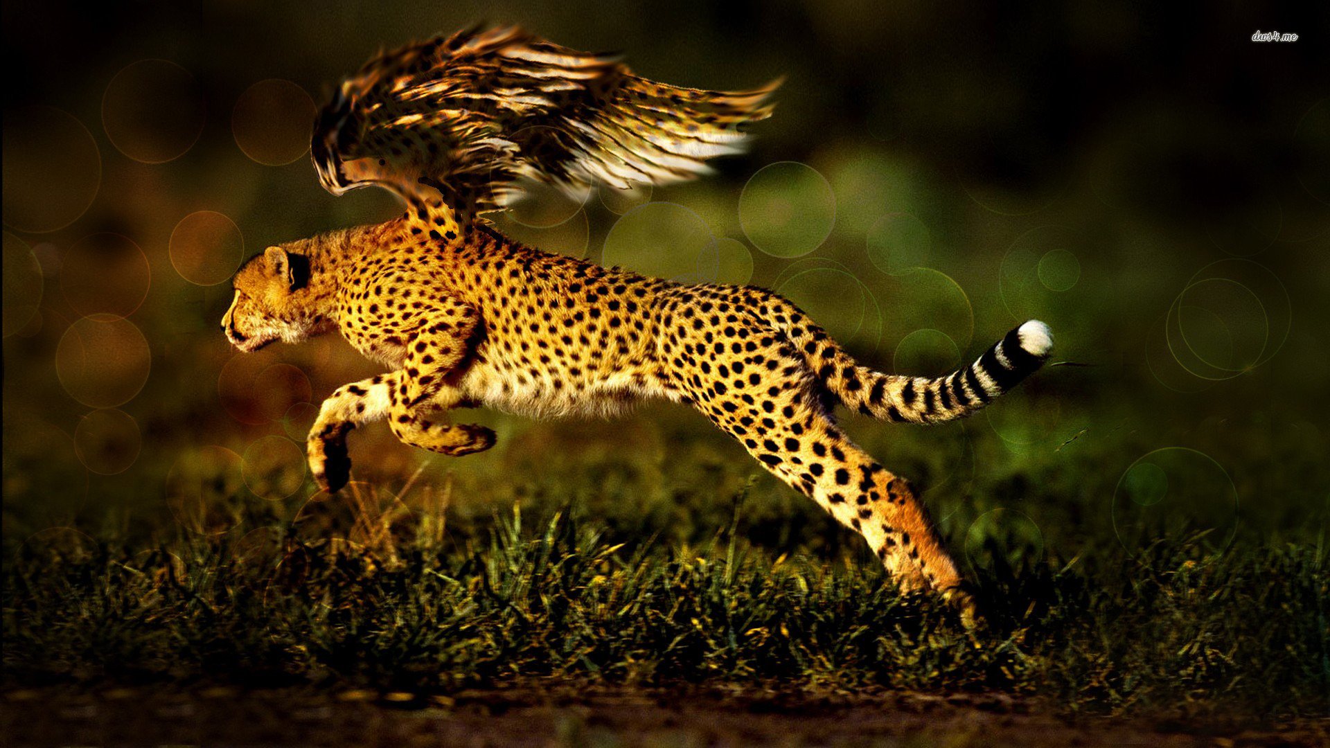 Fantasy Cheetah HD Wallpapers und Hintergründe