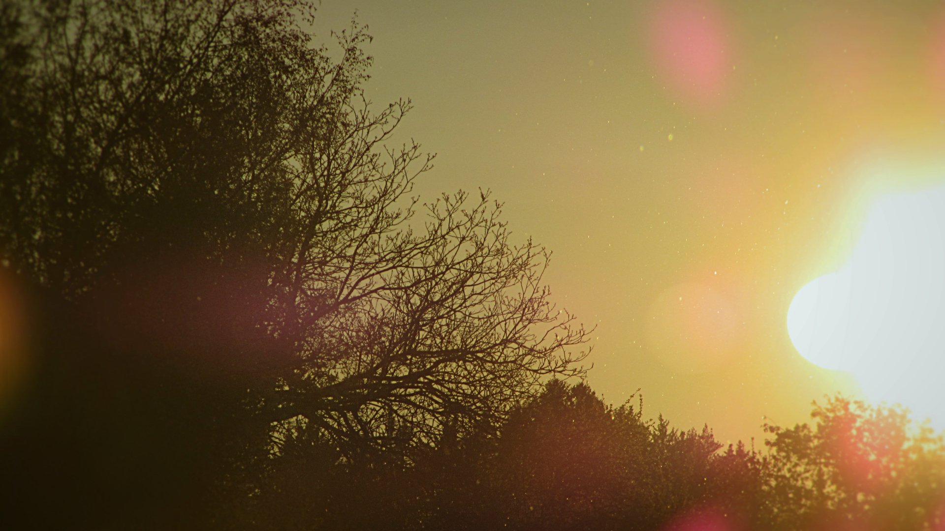 A 4K Ultra HD desktop wallpaper featuring a sunlit sky with tree silhouettes and warm sunlight filtering through branches in a natural setting.