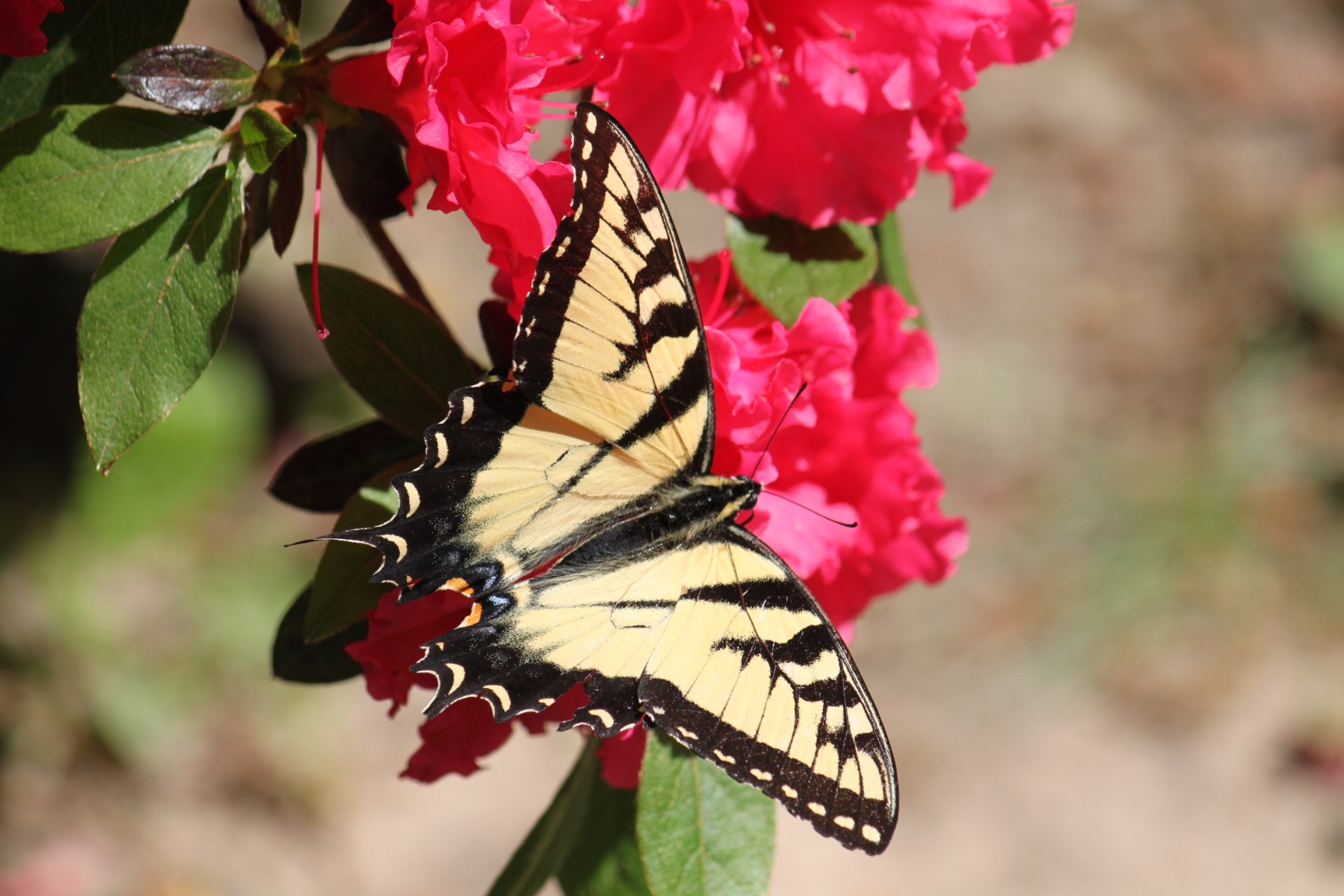 Tiger Swallowtail by 3brb55
