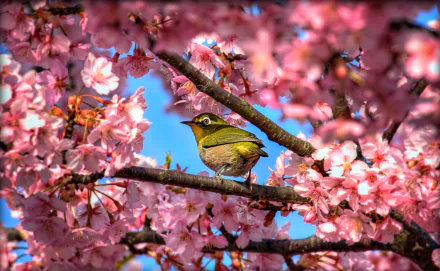 A Japanese white-eye bird perched among vibrant pink cherry blossoms against a clear blue sky, creating a stunning HD desktop wallpaper scene.
