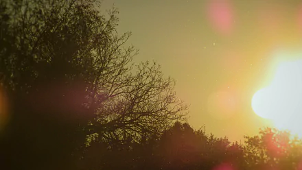 A 4K Ultra HD desktop wallpaper featuring a sunlit sky with tree silhouettes and warm sunlight filtering through branches in a natural setting.