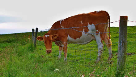 A serene HD desktop wallpaper featuring a brown and white cow grazing in a green field, bordered by a barbed wire fence under a clear sky.