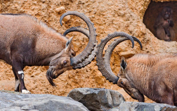 ibex Animal alpine ibex HD Desktop Wallpaper | Background Image