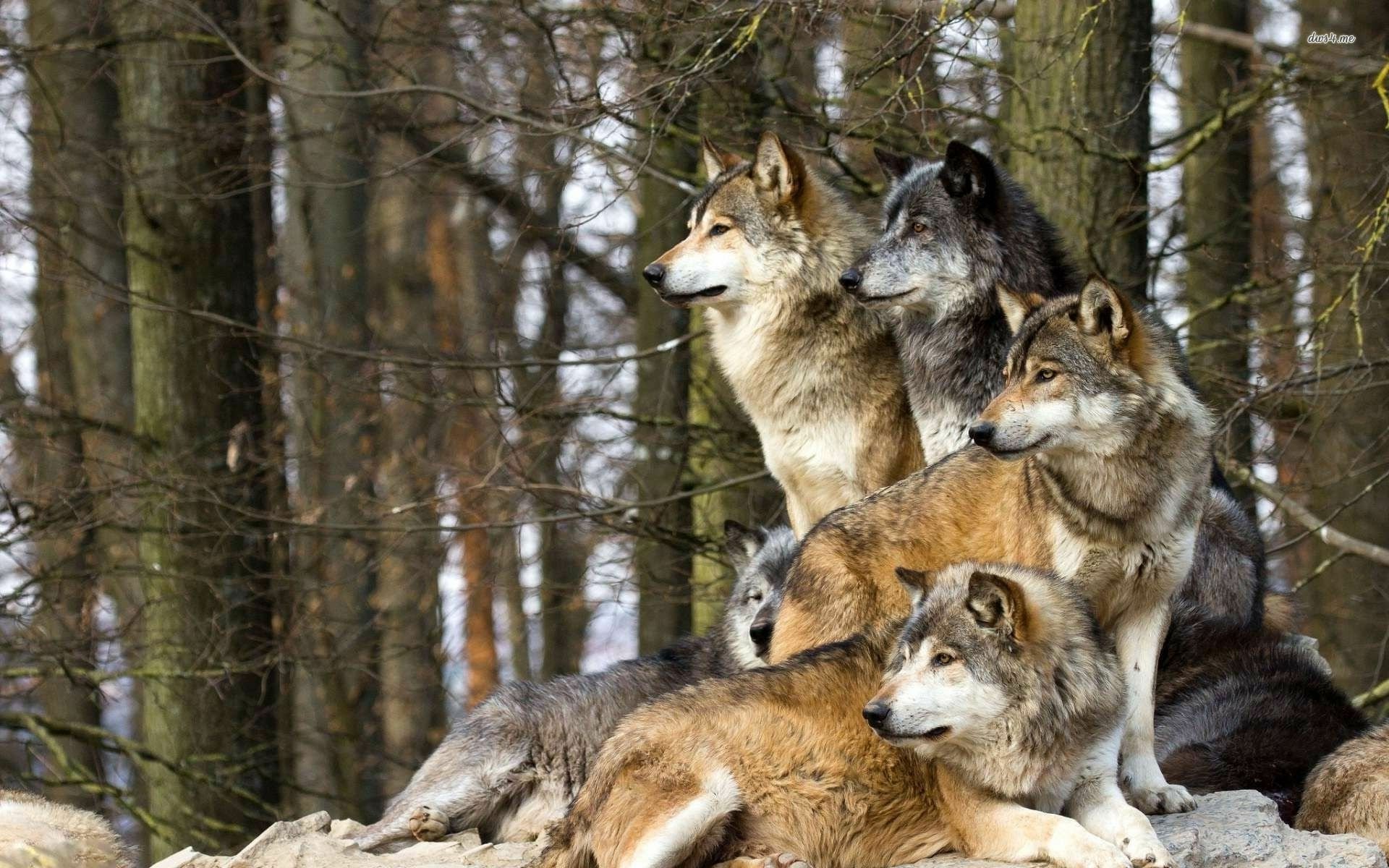 A striking HD desktop wallpaper featuring a pack of wolves poised on a rocky outcrop, set against a backdrop of tall trees, showcasing their majestic presence in nature.