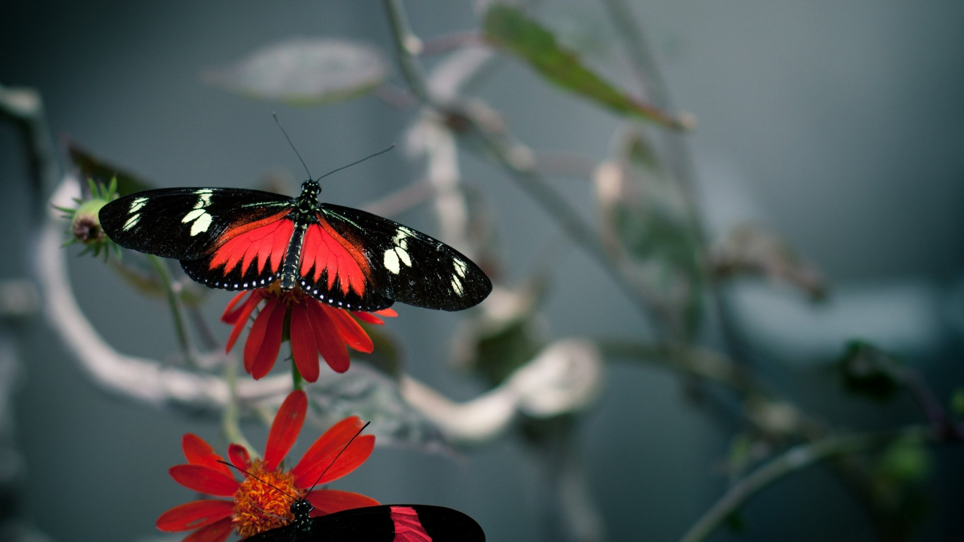 A vibrant butterfly with striking red and black wings rests on bright red flowers, surrounded by soft green foliage, creating a captivating nature-themed HD desktop wallpaper.