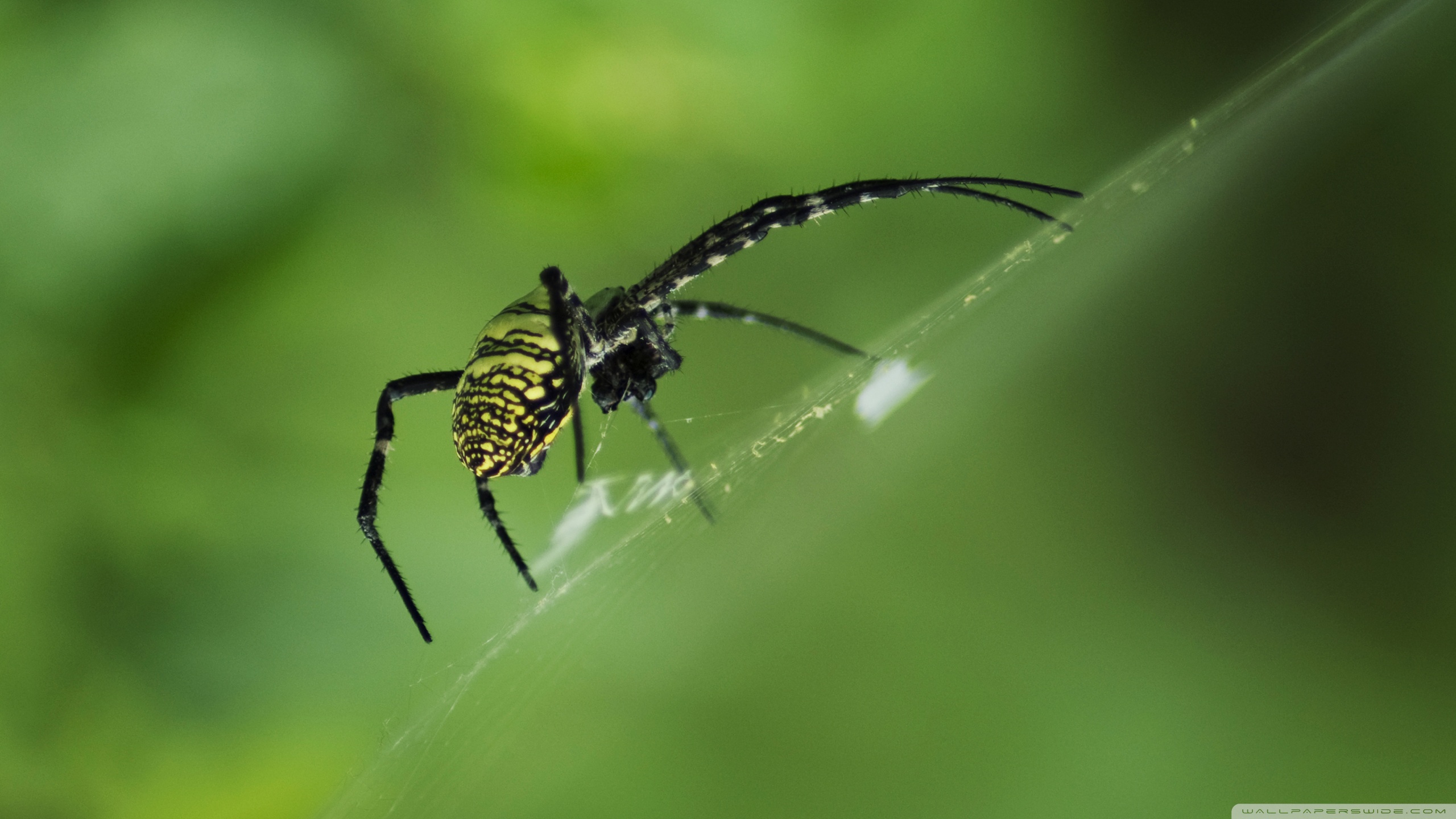 Download Animal Spider HD Wallpaper