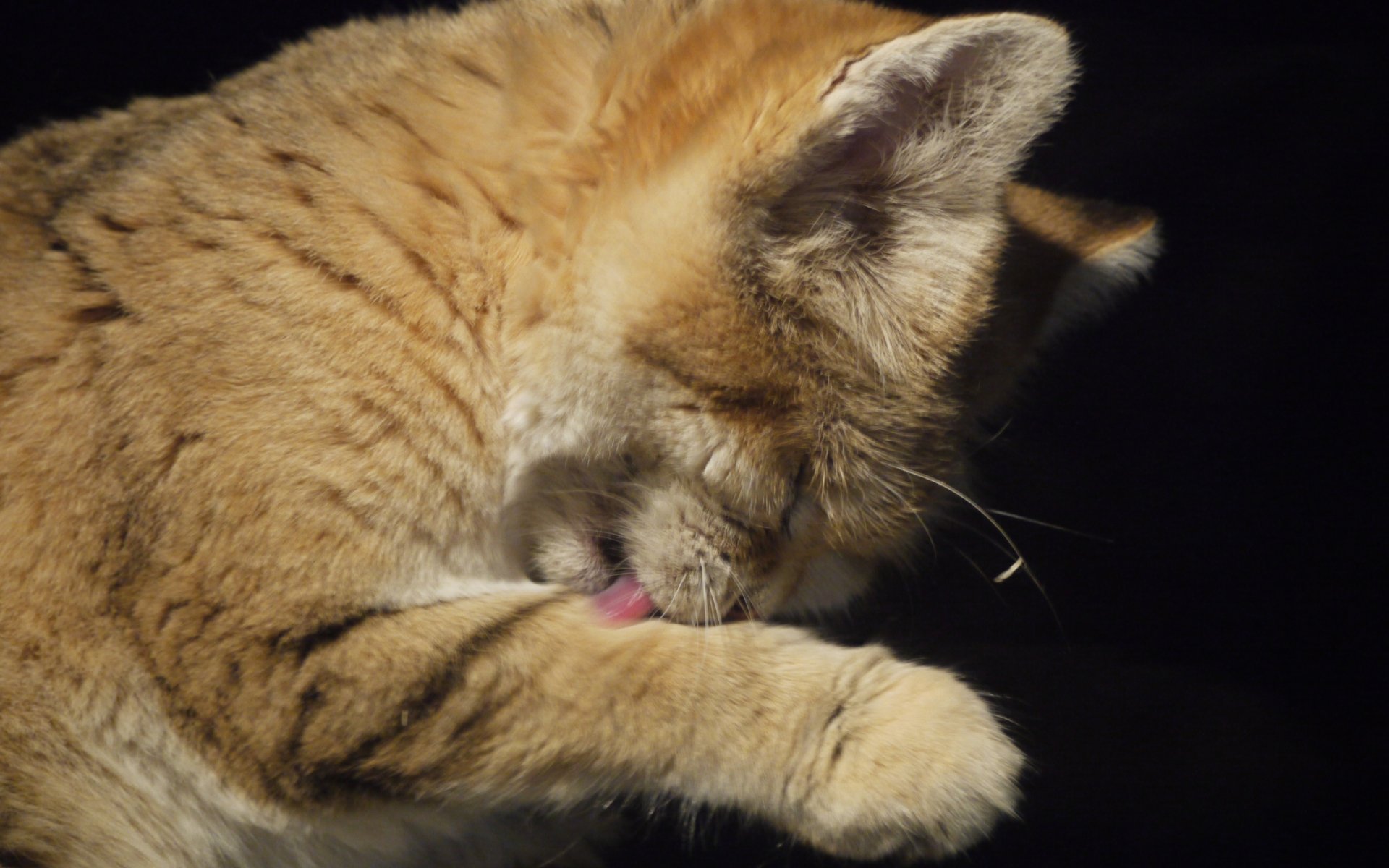 Download Animal Sand Cat HD Wallpaper