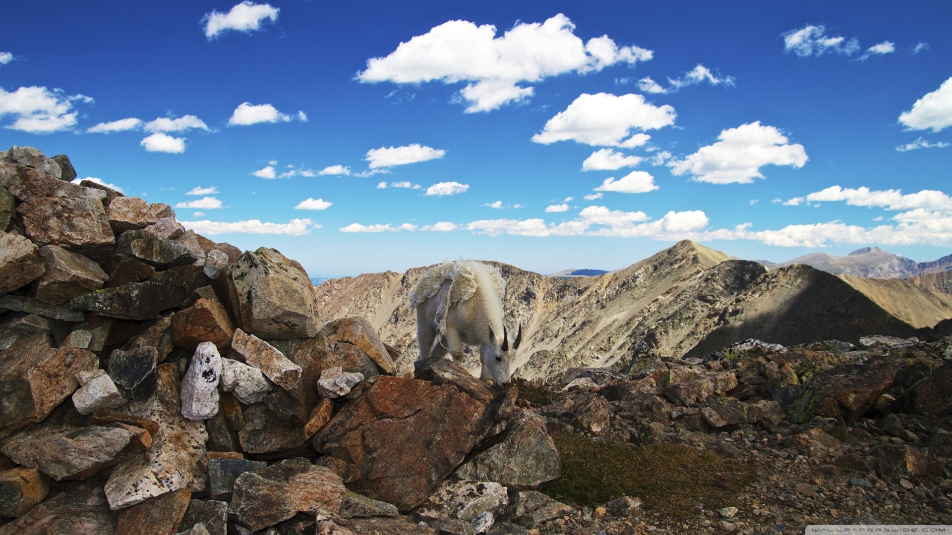 Mountain goat standing on rocky terrain under a bright blue sky with scattered clouds, captured in a high-definition PC desktop wallpaper background.