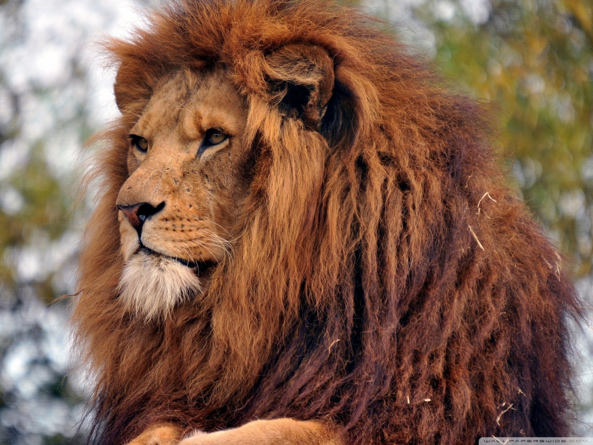 Download Animal Lion HD Wallpaper