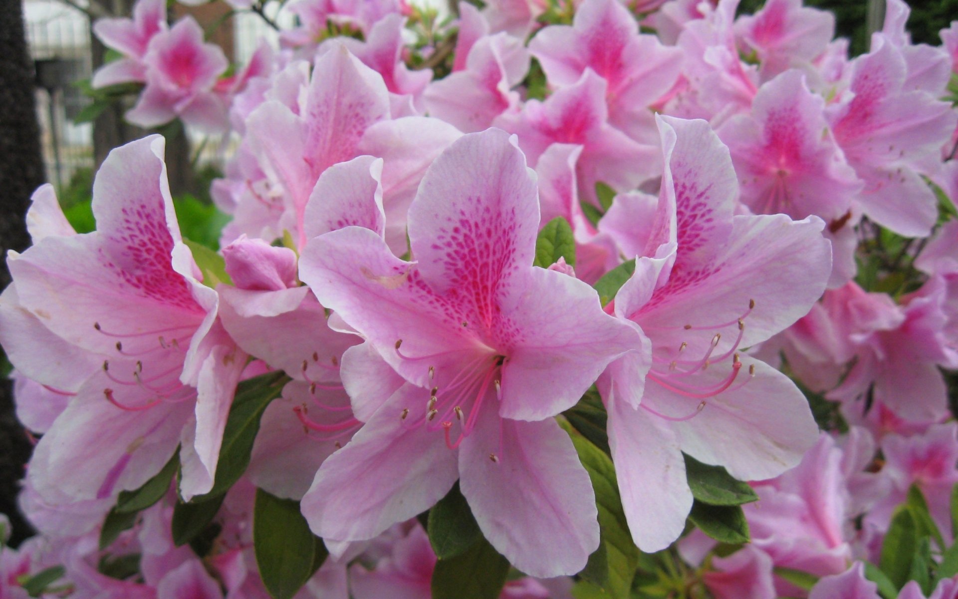 Azalea Full HD Wallpaper and Background Image | 2560x1600 | ID:506990