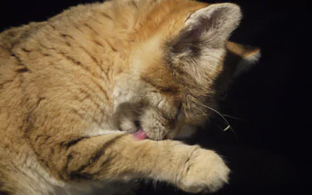 Animal sand cat HD Desktop Wallpaper | Background Image