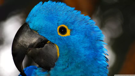 Close-up HD desktop wallpaper of a vibrant blue hyacinth macaw showcasing its striking feathers and black beak.