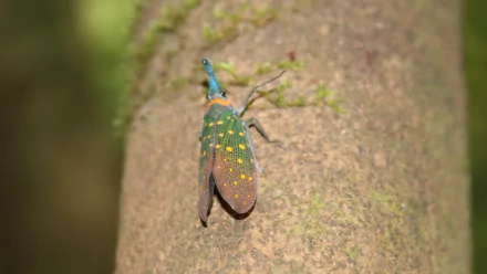 Animal lantern fly HD Desktop Wallpaper | Background Image