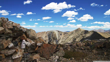 goat Animal mountain goat HD Desktop Wallpaper | Background Image