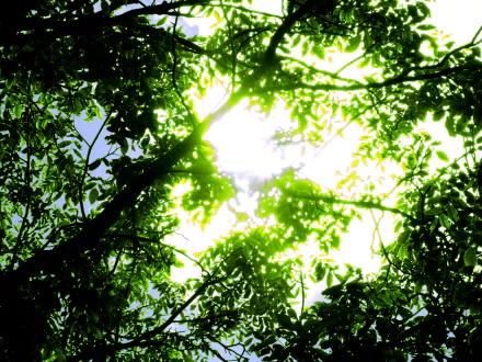 2K Quad HD PC wallpaper: sunbeam through a lush green canopy, leaves backlit by a bright sky. Nature, sunbeam.