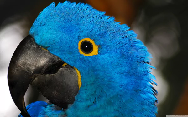 Close-up HD desktop wallpaper of a vibrant blue hyacinth macaw showcasing its striking feathers and black beak.