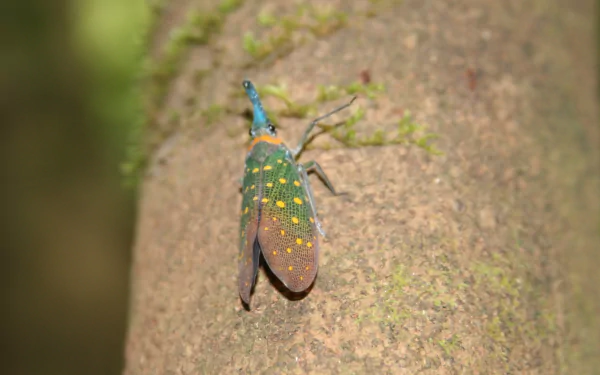 Animal lantern fly HD Desktop Wallpaper | Background Image