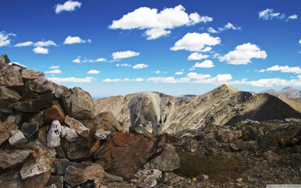 Mountain goat standing on rocky terrain under a bright blue sky with scattered clouds, captured in a high-definition PC desktop wallpaper background.