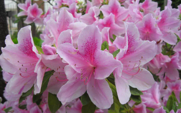 HD PC desktop wallpaper: close-up of pink azalea flowers in nature, soft petals and green leaves filling the frame.